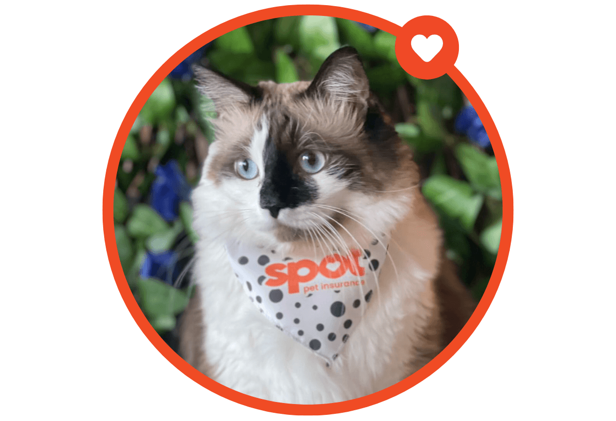 grey cat dog wearing spotted bandana