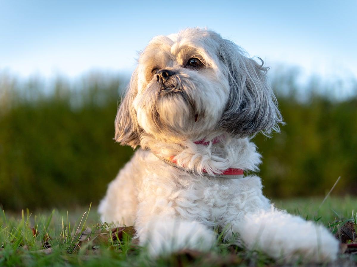 The lion dog from China, Shih Tzu is one of the oldest dog breeds to exist. They could cost you around $15,000-$17,000 in their lifetime with $1000-$1200 annually.