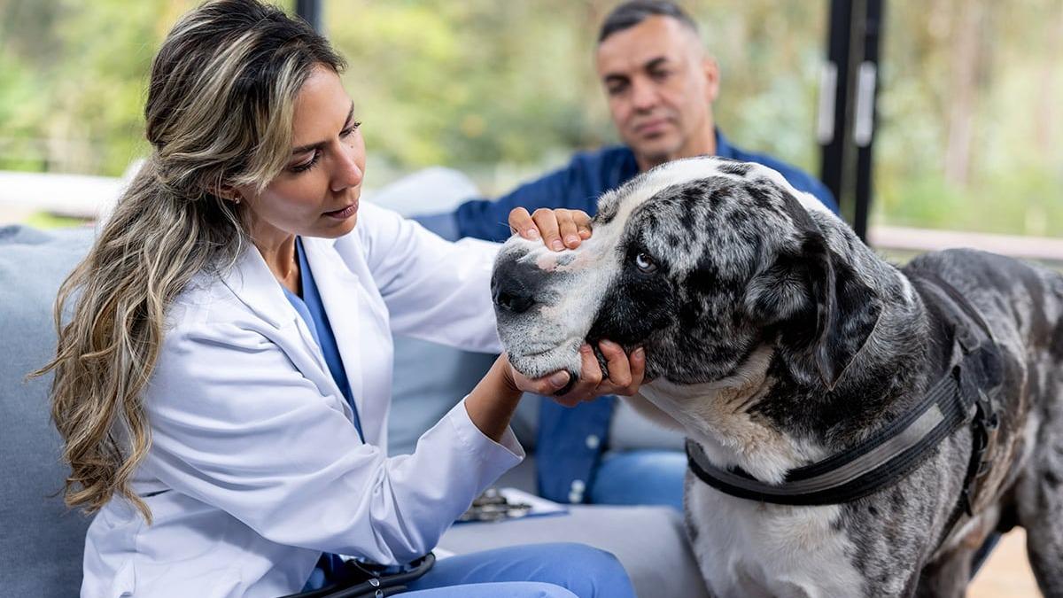 Unravel the specifics of pet insurance concerning cataracts. Equip yourself with knowledge to shield your pet's vision.