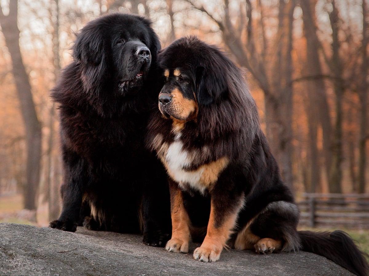 Tibetan Mastiff is one of the rarest, largest, and most expensive dogs on this planet. The cost of owning one is around $38,000-$40,000. 