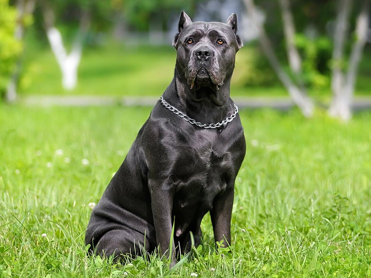 A large, sturdy, and protective dog breed from Italy, a Cane Corso could cost you $2000-$2500 to buy and then around $20,000 in its lifetime. But they are worth it!