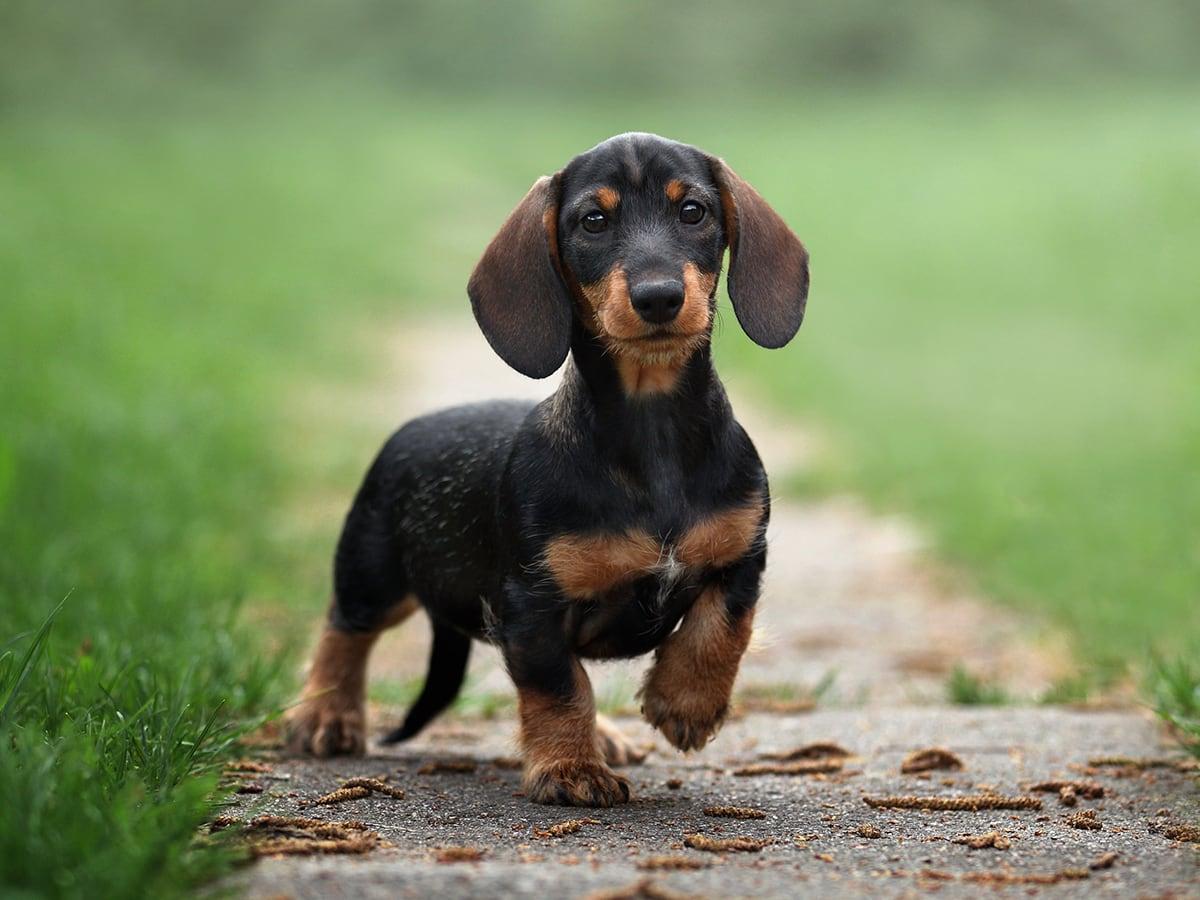Loyal companions and good watchdogs, Dachshunds could cost around $18,000-$20,000 in their lifetime with annual costs of about $1200-$1500. We’ve broken it down!
