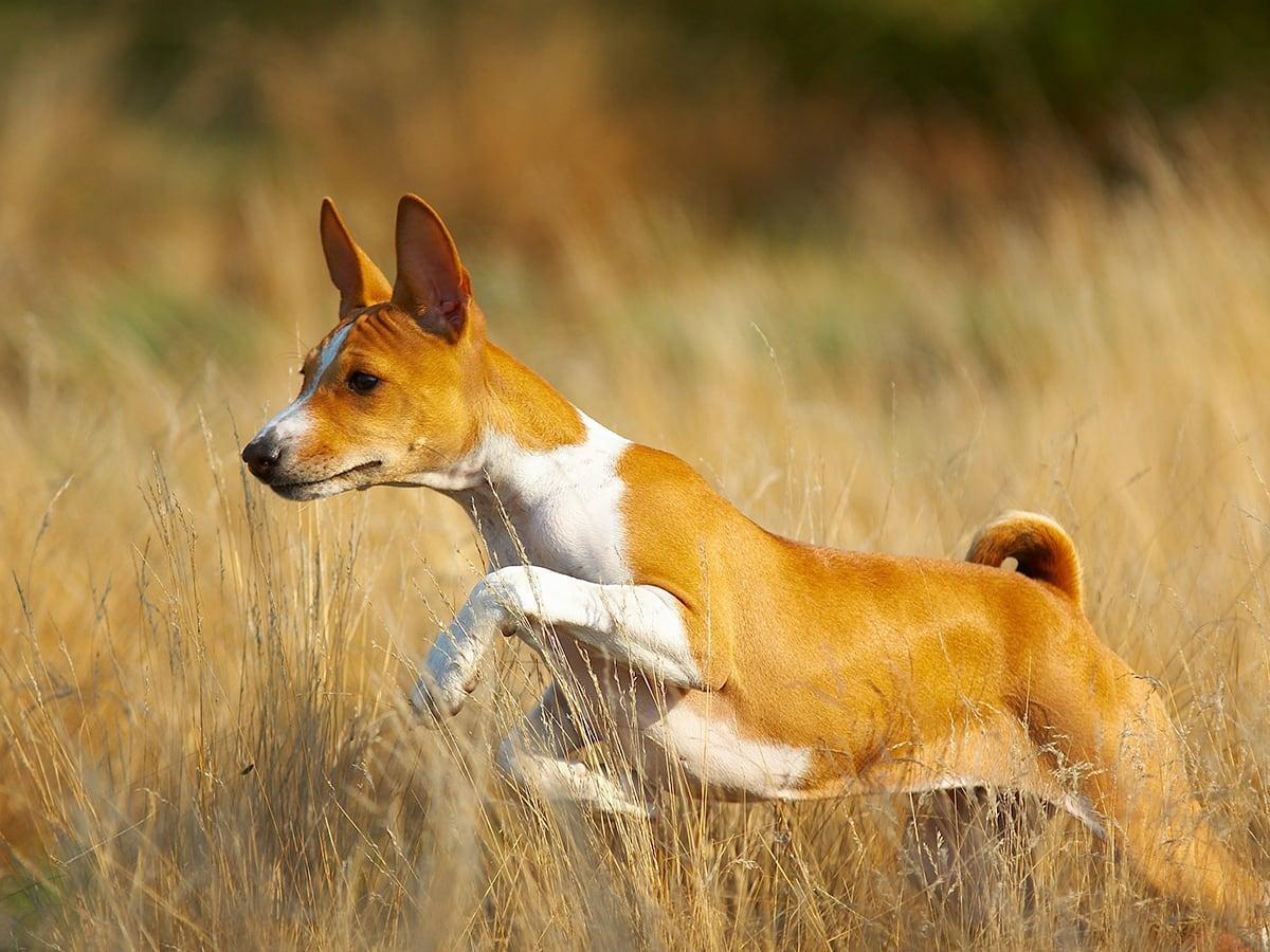 With an initial cost of about $2000, the Basenji is a rare breed that could cost around $8000-$9000 in its lifetime. But that’s nothing compared to its loyalty and love!
