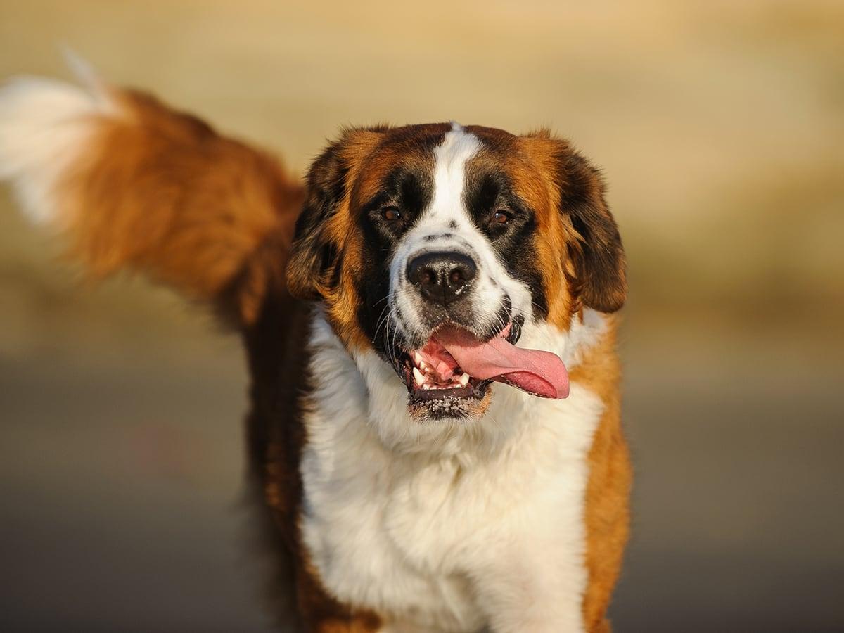 The noble dog from the Alps of Switzerland, Saint bernard, can cost around $22,000-$24,000 in its lifetime with annual costs of around $1600-$1800.