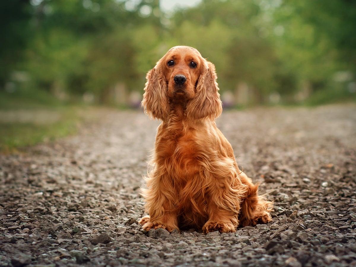 How Much Does a Cocker Spaniel Cost in 2023?