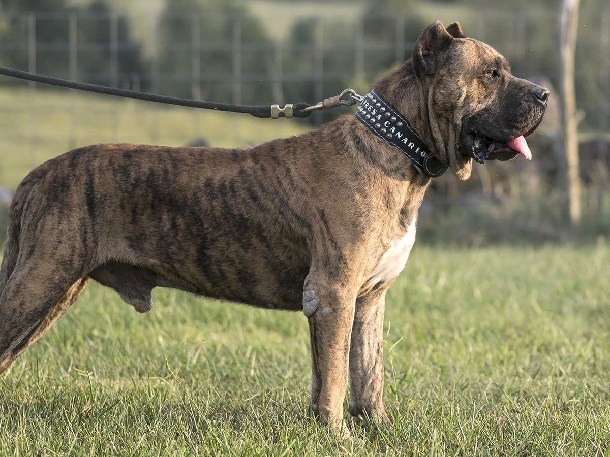 Uncover the true cost of owning a Presa Canario! Unmask the mystery behind Presa Canario price, affordable or exorbitant? Click to reveal now!