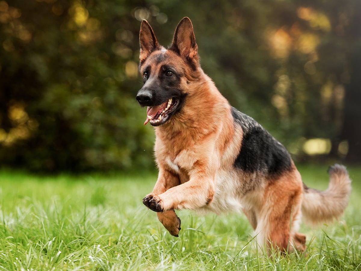 Intelligent, energetic, and among the most popular dog breeds, German Shepherds/Alsatians can cost around $16,000 in their lifetime with annual costs of around $1200 in 2023.