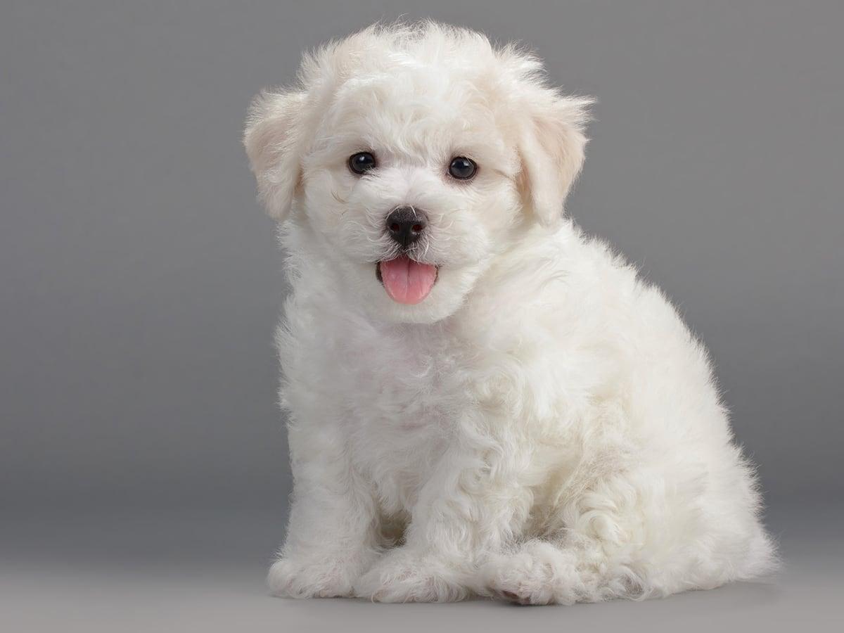 In its lifetime, a Bichon Frise could cost you around $9,000, with an average monthly expense of $500-$600. But for its beautiful companionship, it’s worth it!