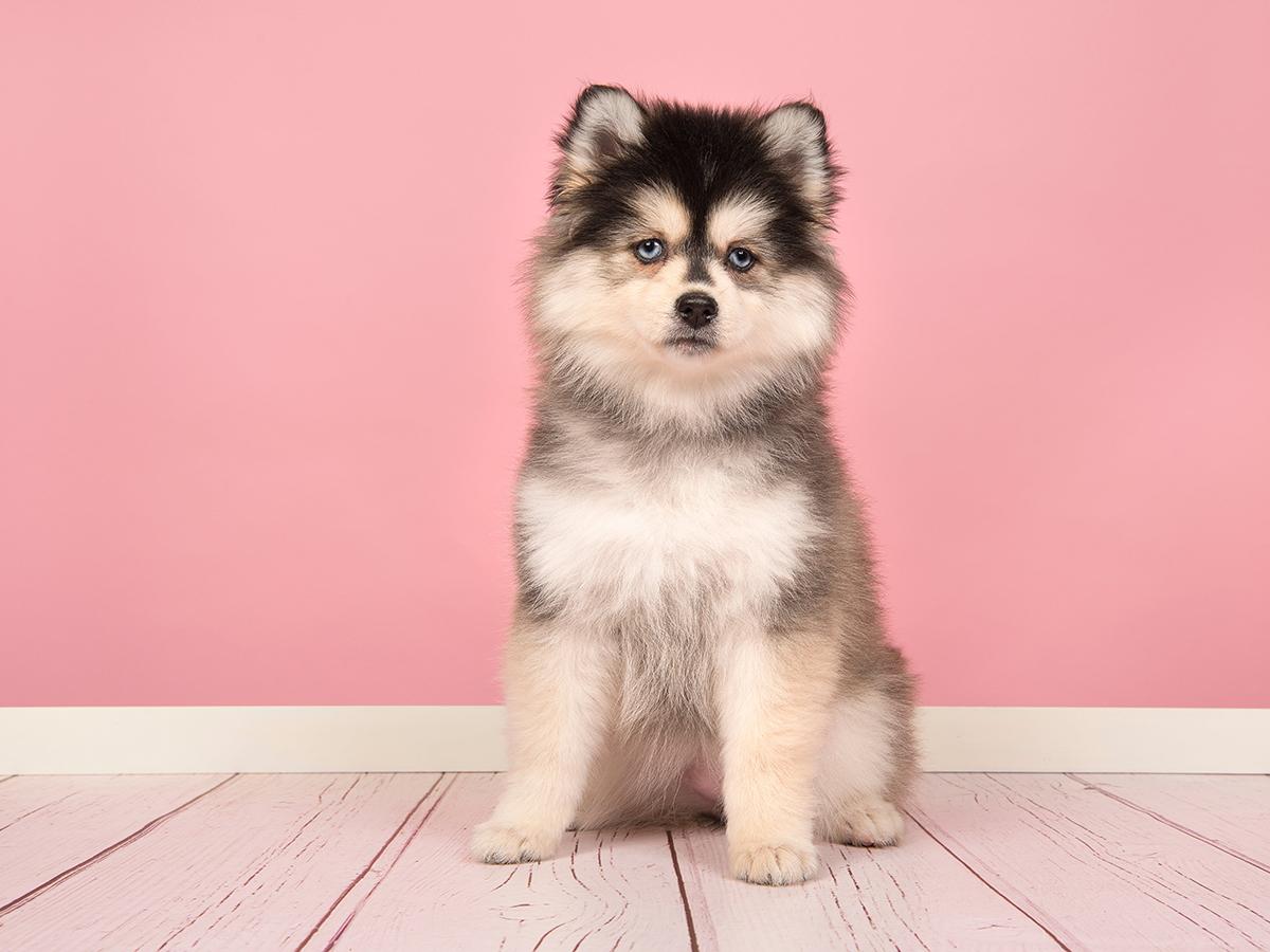 These beautiful and mesmerizing dogs, Pomskies could cost you around $20,000-$22,000 in their lifetime with annual costs of around $1000-$1200.