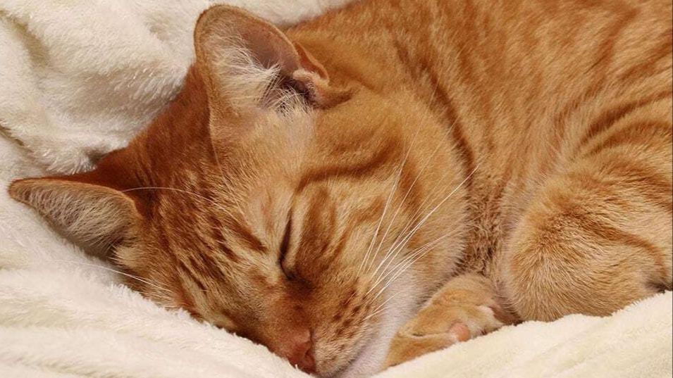 Here is everything that you need to know about ginger cats. Ranging from ginger Maine coon to ginger tabby to ginger Persian, we have got it all covered for you. 