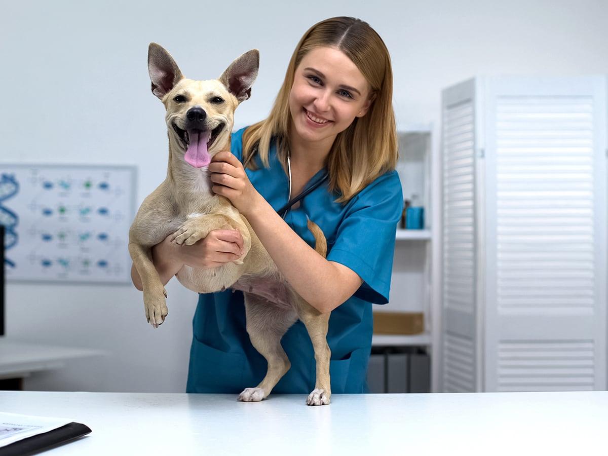 Is Pet Insurance Tax Deductible?