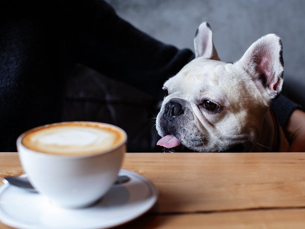 Discover the risks of caffeine and dogs, including dogs drinking coffee and dog eating coffee grounds. Learn symptoms and prevention tips for your pet's safety.