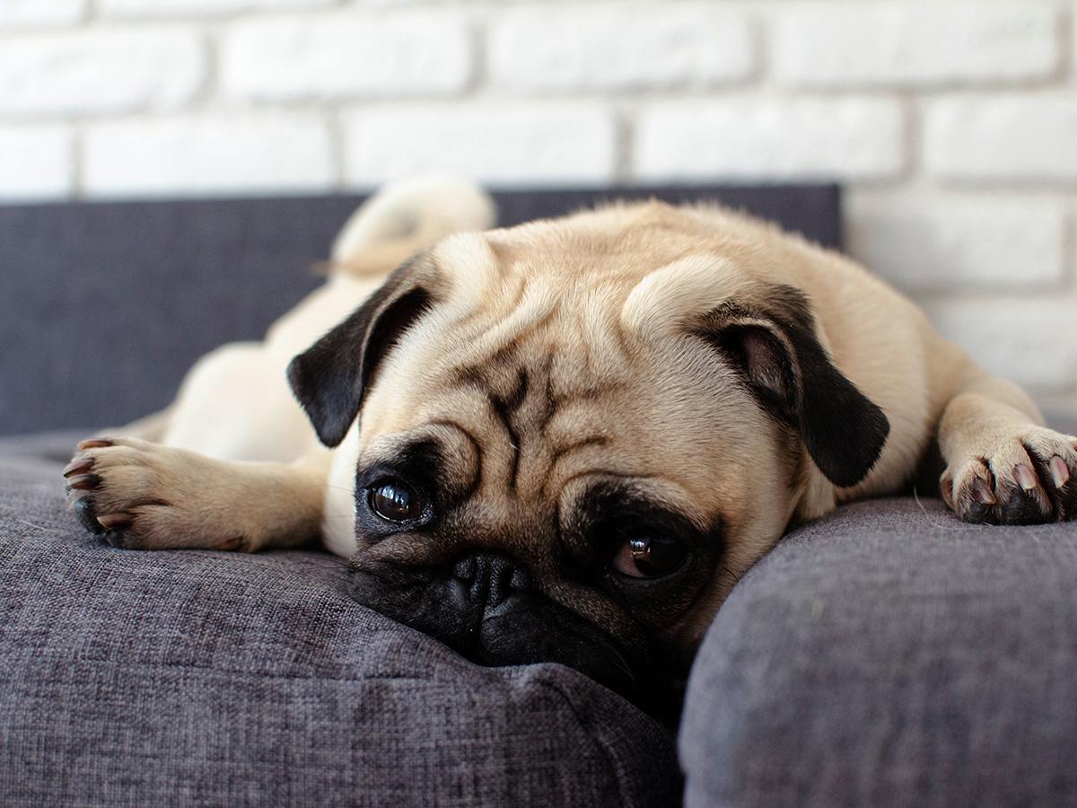 One of the most popular dogs in the US, Pugs are small in size but big in energy. They could cost you around $10,000-$12,000 in their lifetime and $600-$700 annually.