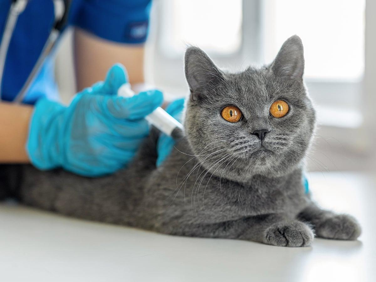 Does Pet Insurance Cover Vaccines?