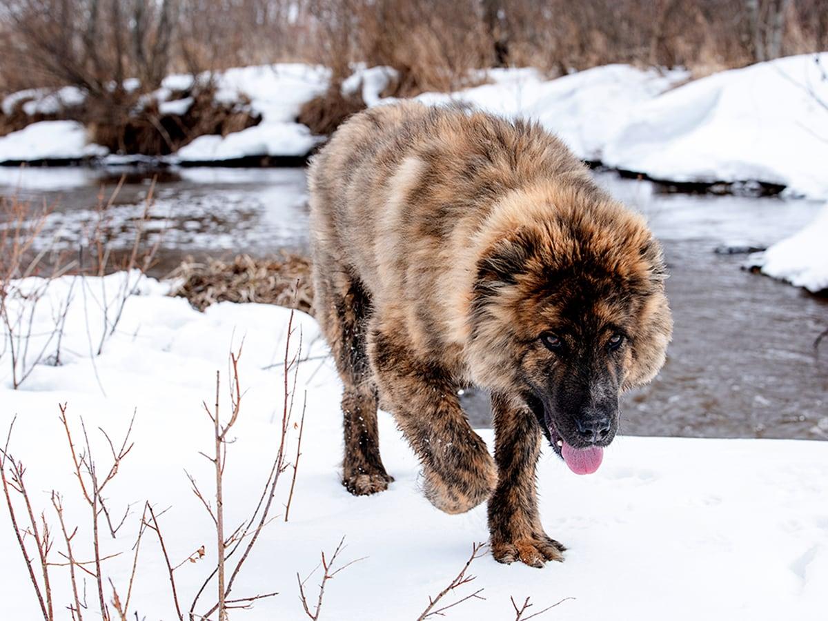 Huge and bear-like from the Caucasus, the Caucasian Shepherd is a guardian dog breed that could cost around $35,000 in its lifetime with annual costs of around $2,500.