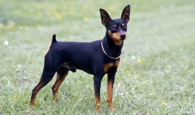 How Much Does a Miniature Pinscher Cost in 2023?