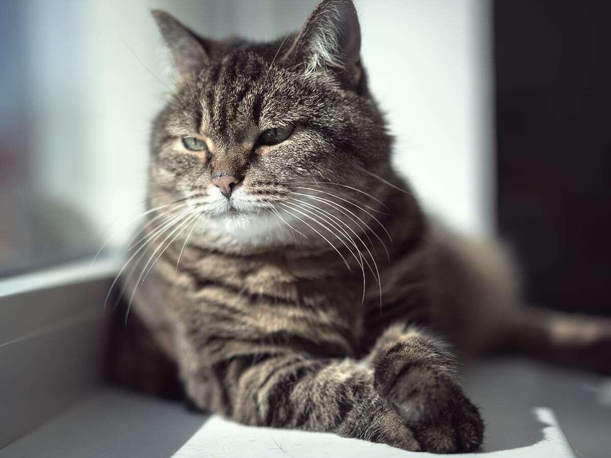 Seven Signs that Your Cat is Getting Older