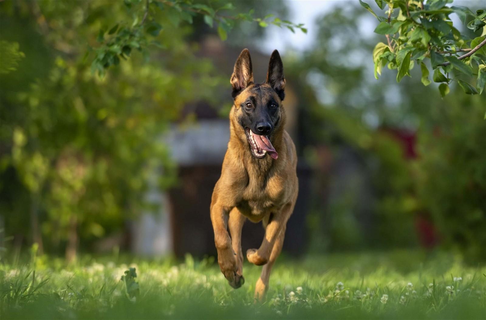 How Much Does a Belgian Malinois Cost in 2023?