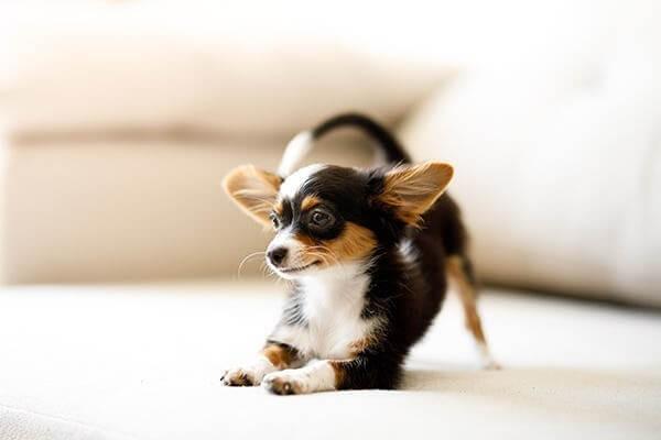6 Common Chihuahua Health Problems