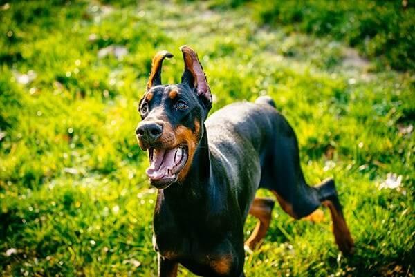 How Much Does a Doberman Pinscher Cost in 2023?