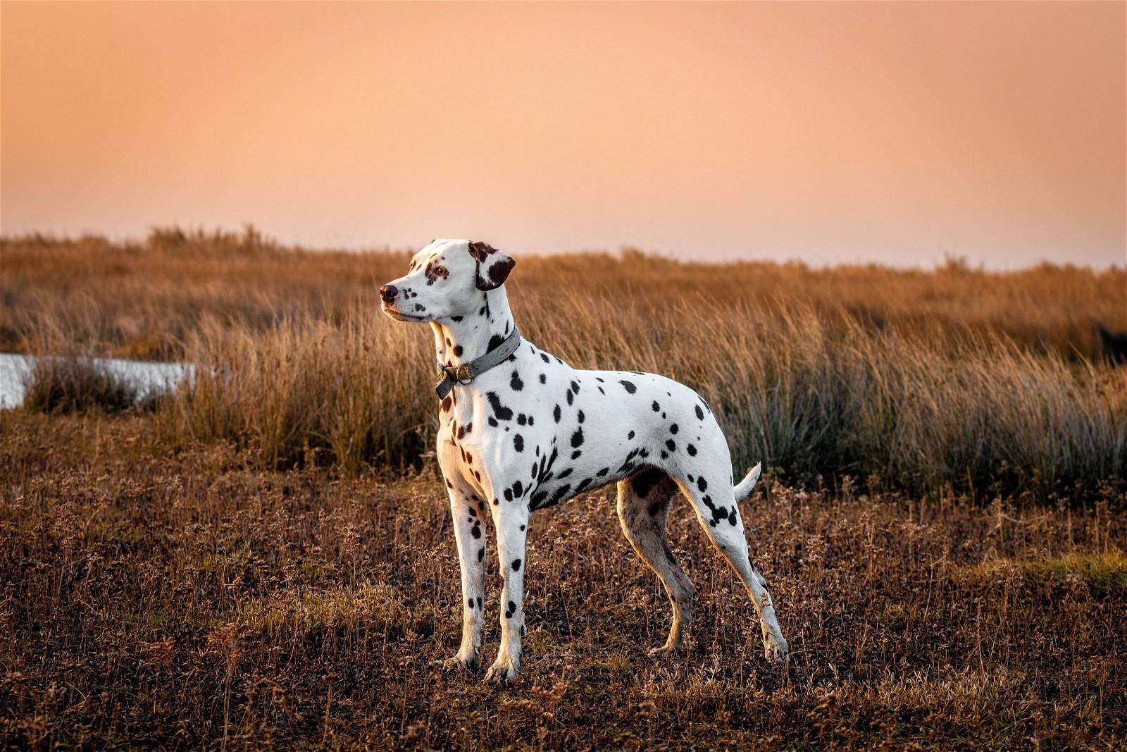 How Much Does a Dalmatian Cost in 2023?