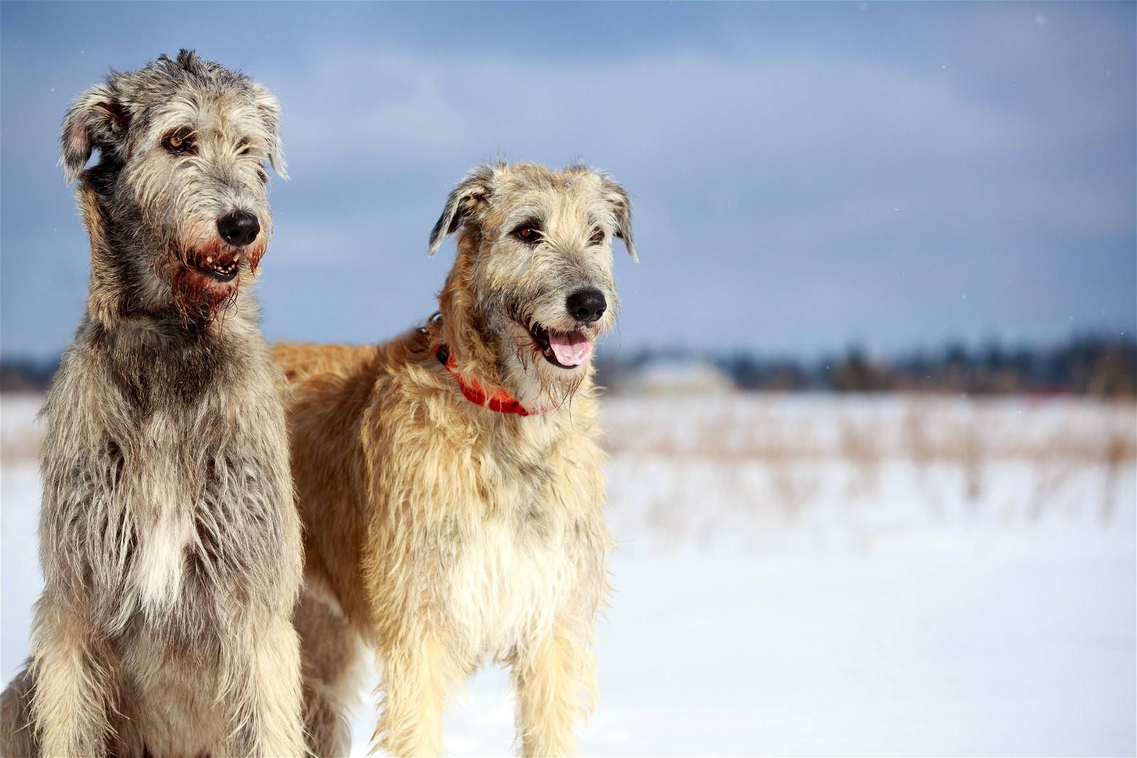 How Much Does A Irish Wolfhound Cost In 2023?