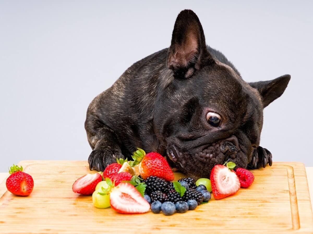 Dog eat strawberries