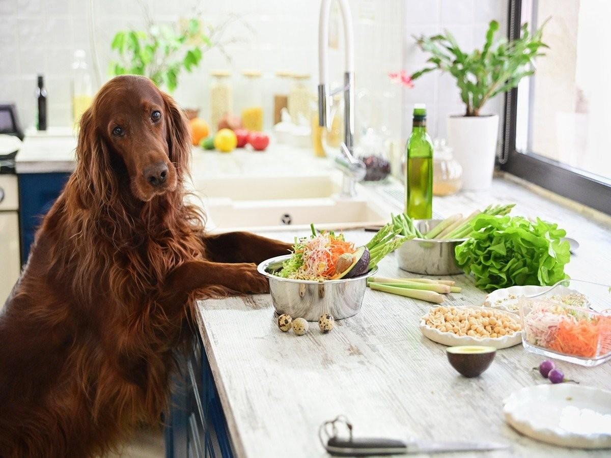 which vegetables can dogs eat