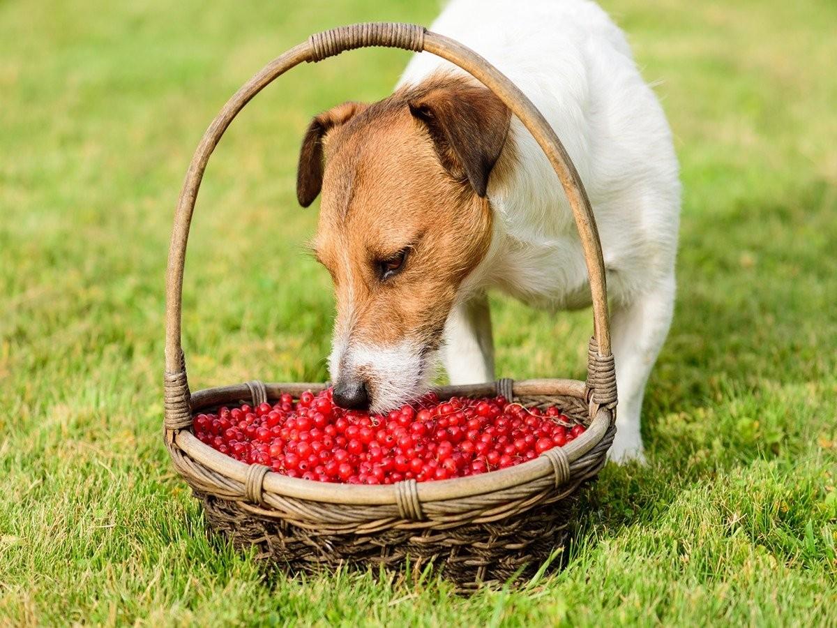 which berries can dogs eat