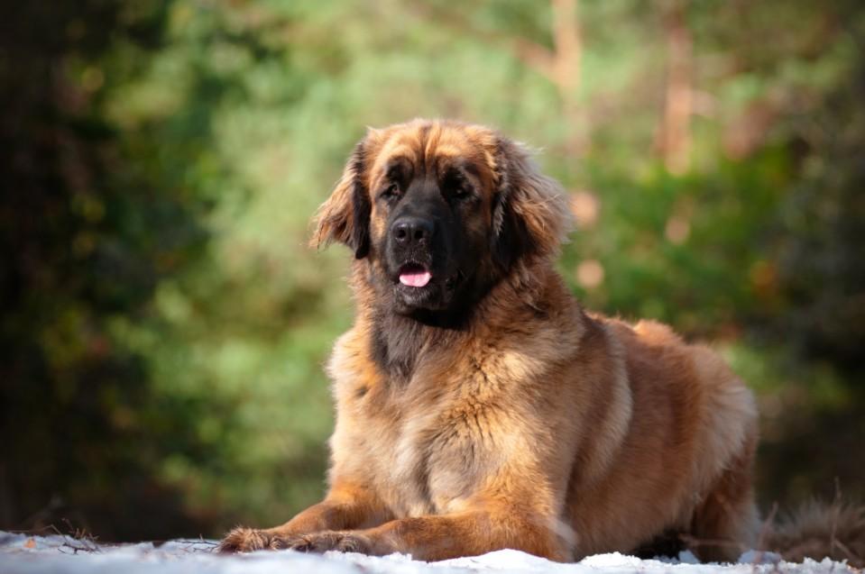 How Much Does A Leonberger Cost in 2023?
