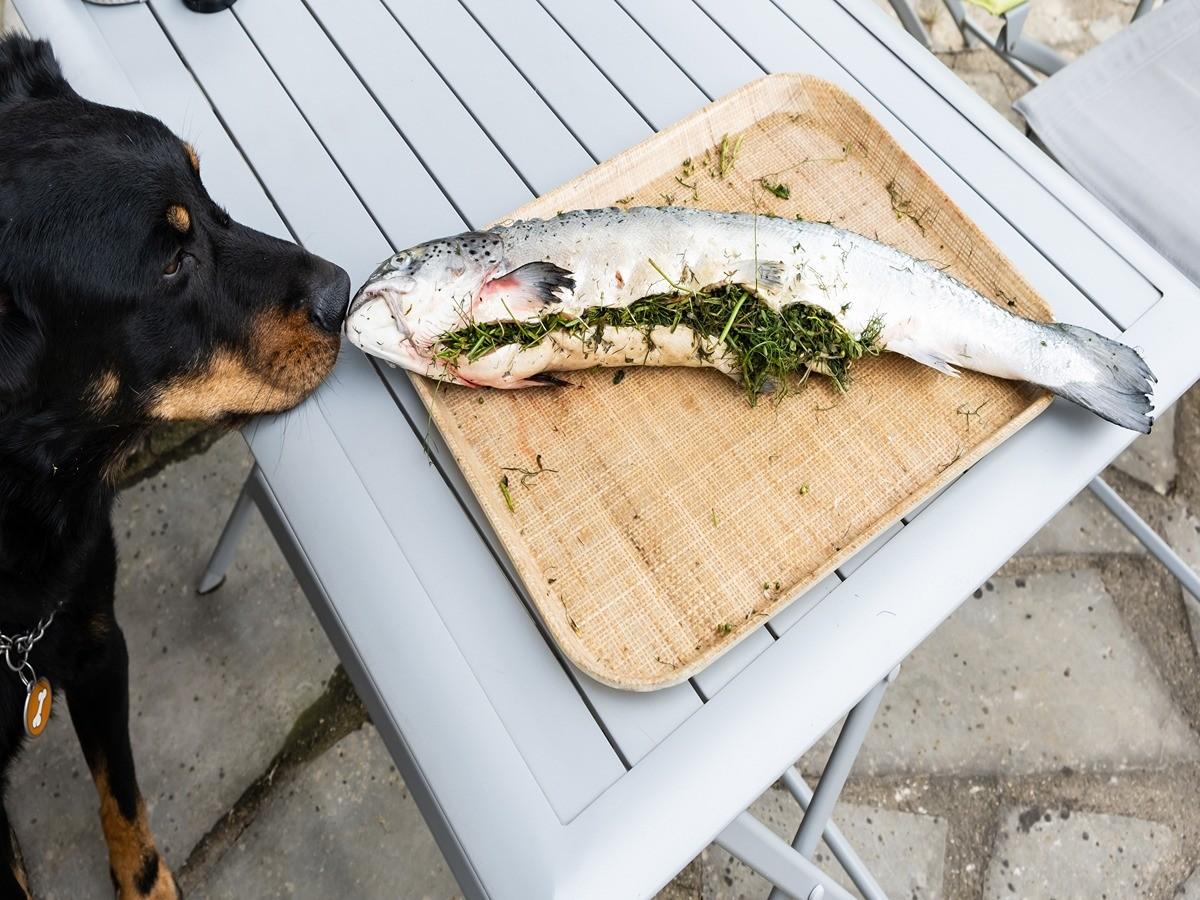 dog eating fish