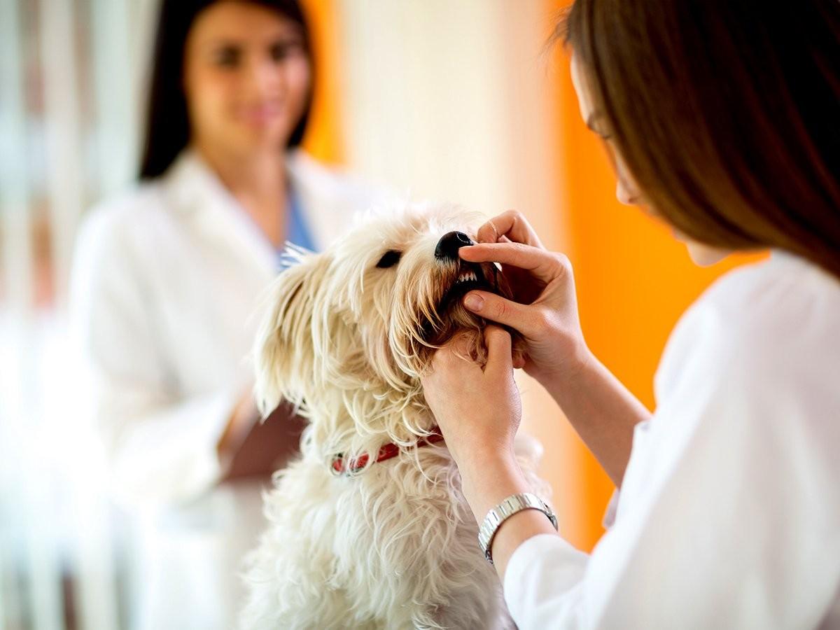How Much Does Pet Dental Care Cost