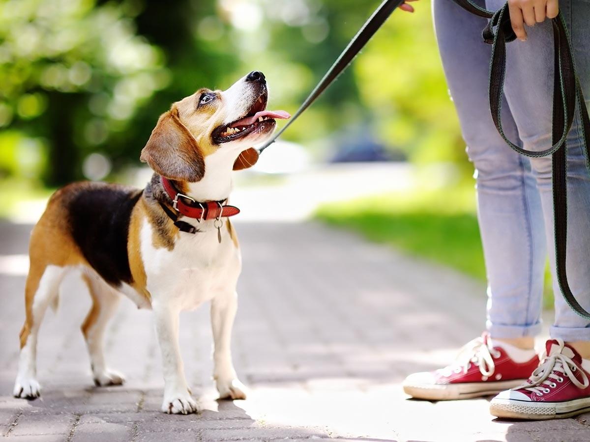 Why Walks Are Important for Your Puppy's Development!