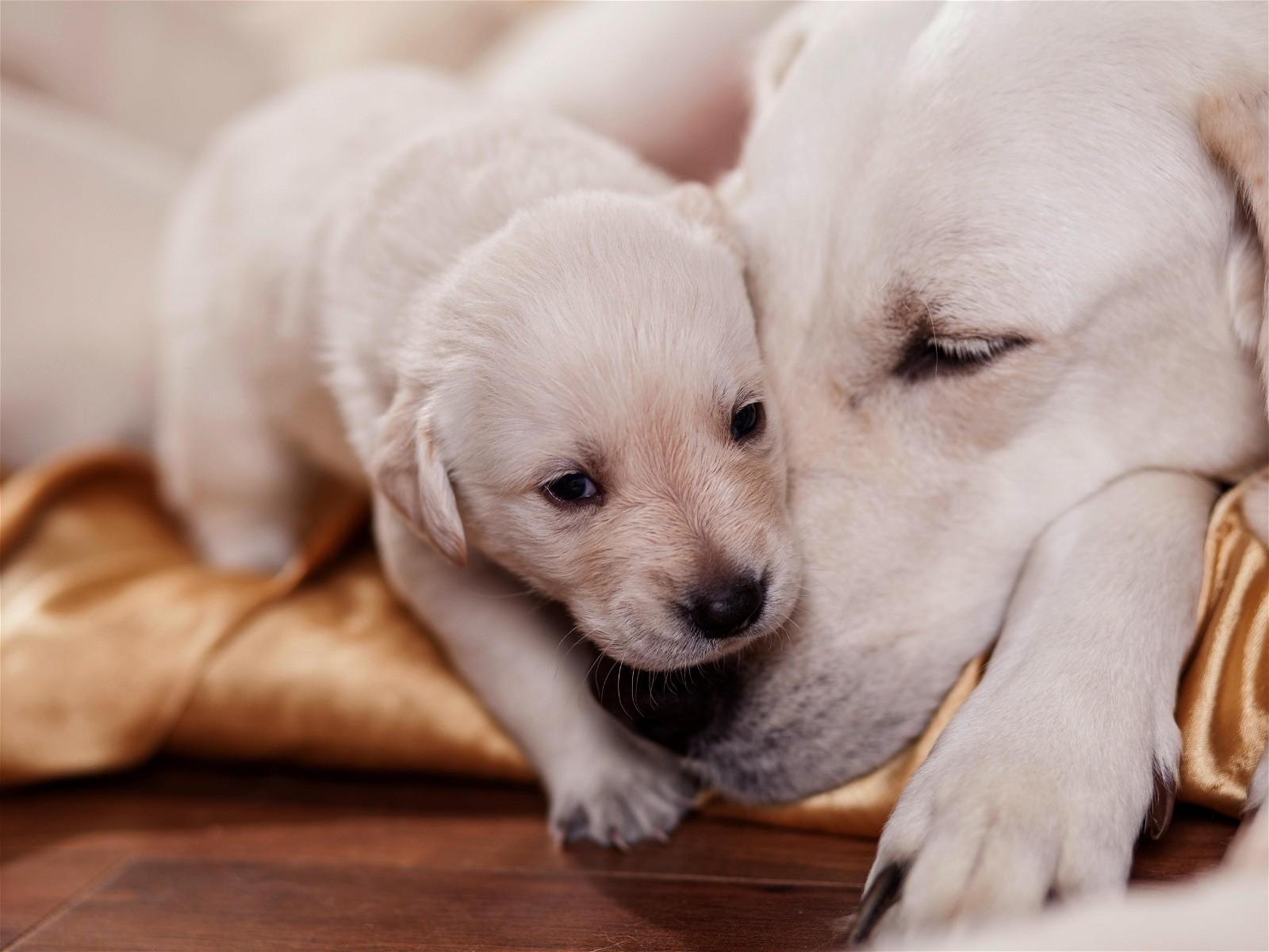 The 5 Secrets to Raising a Happy, Healthy Puppy