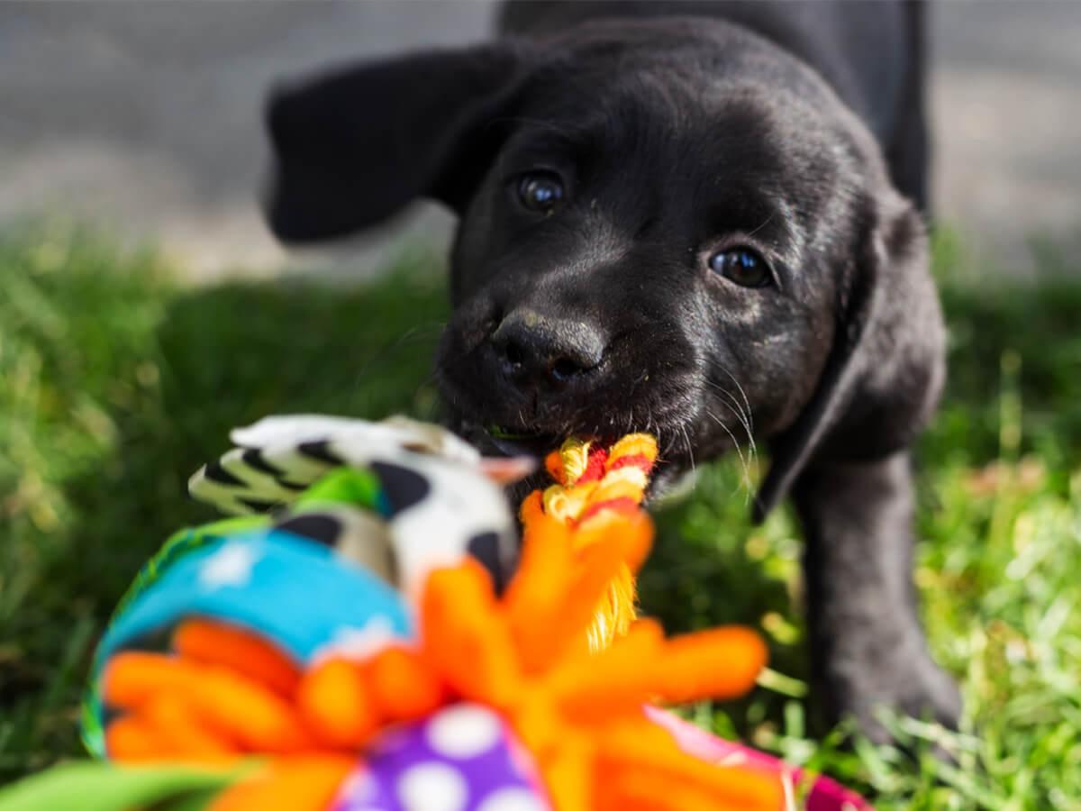 The Best Types of Puppy Toys