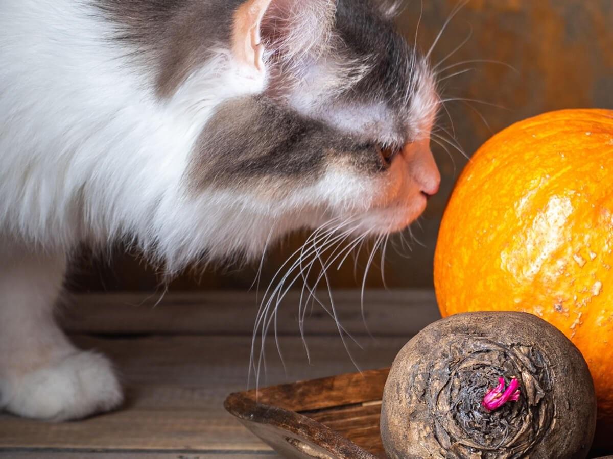 Benefits of Pumpkin-for Cats