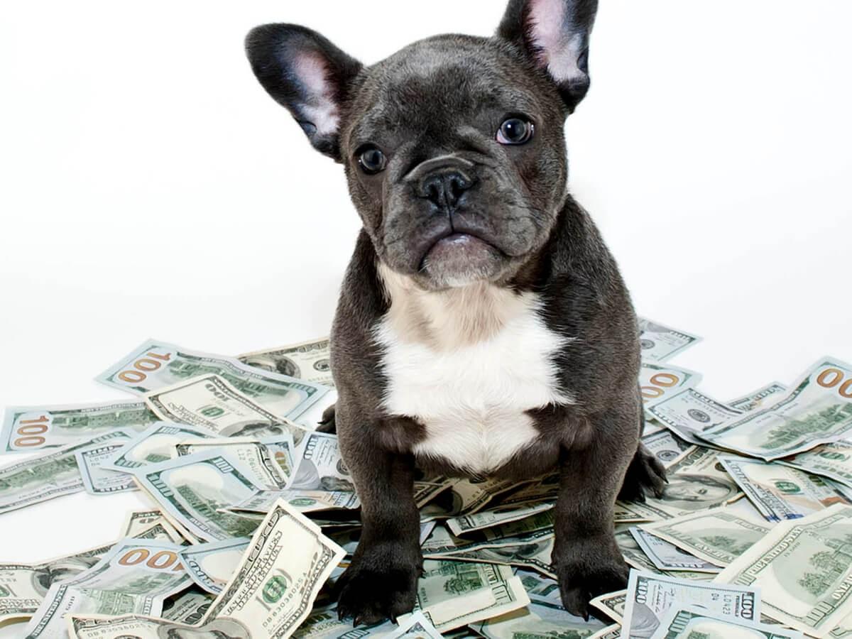 Annual Cost of Owning a Dog