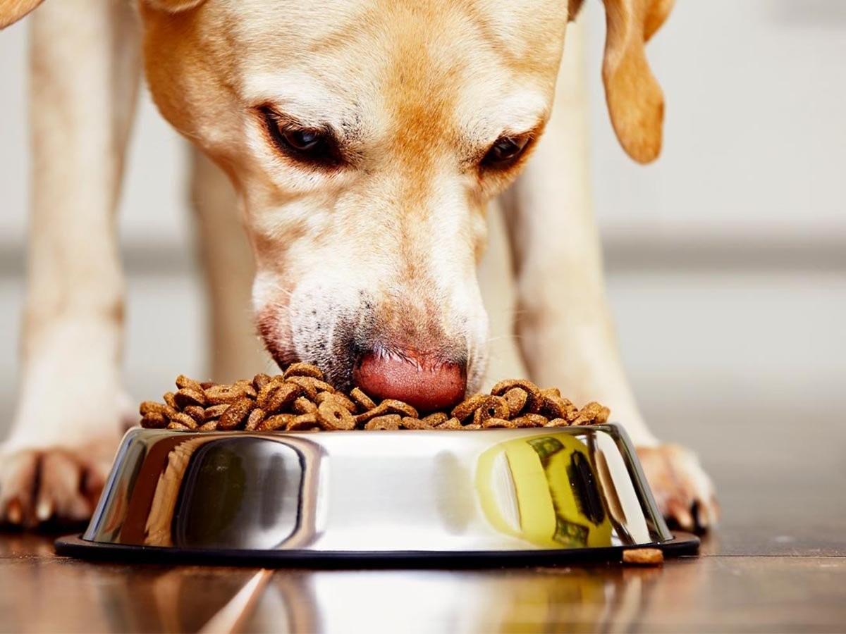 7 Foods Dogs Should Avoid