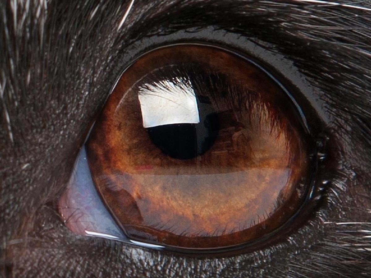 5 Tips for Pet Eye Care