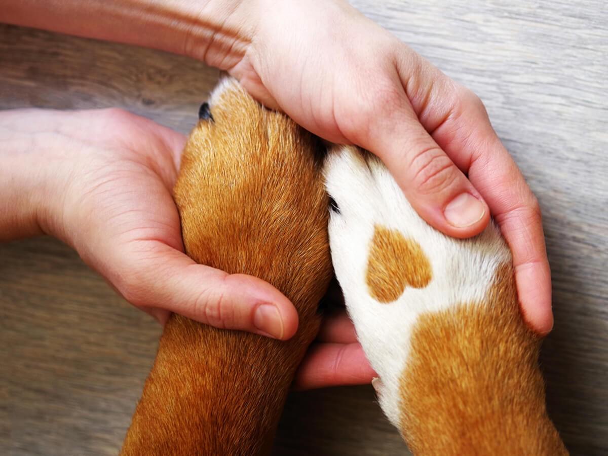 5 Tips for Healthy Pet Paws