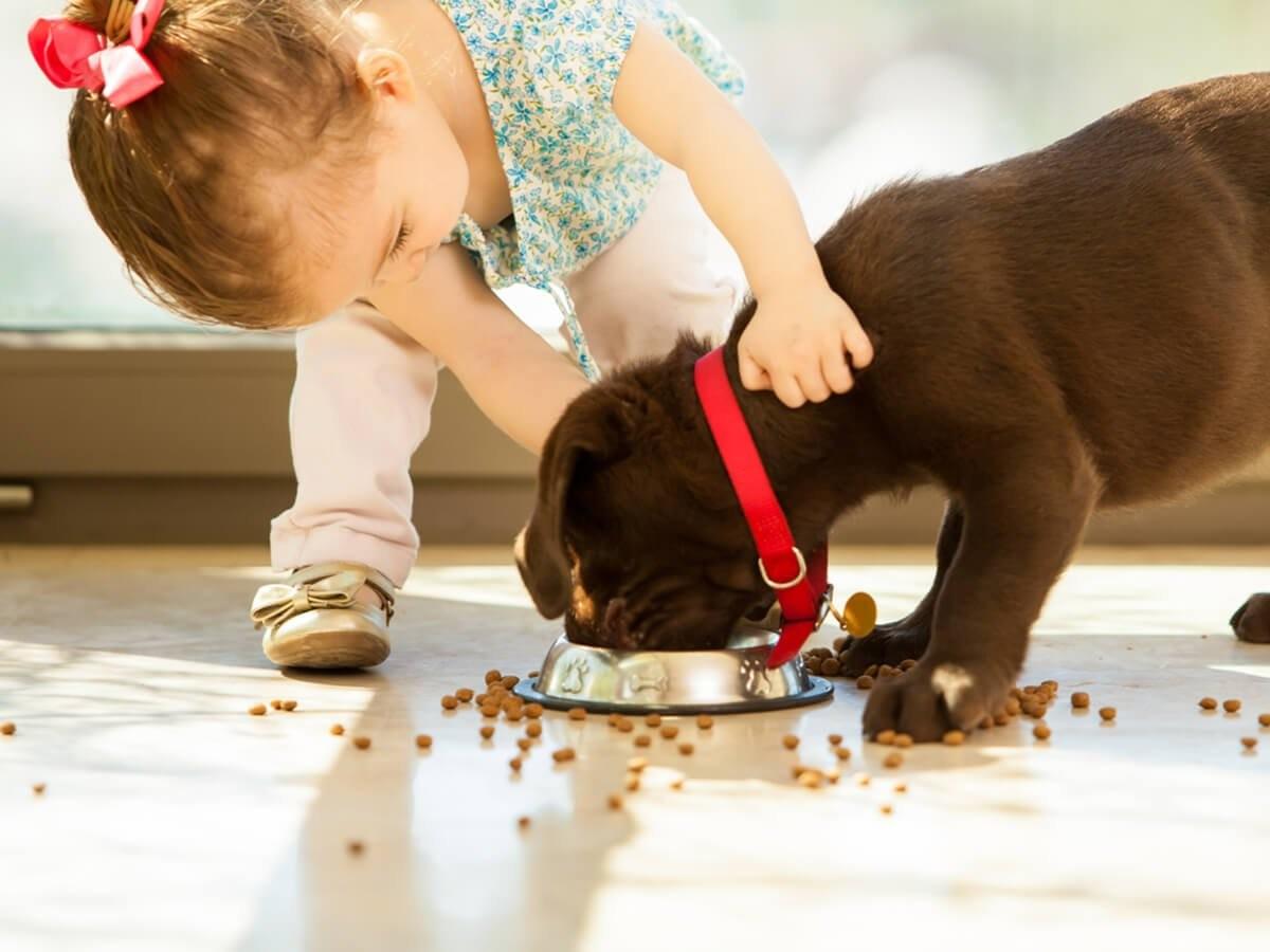 5 Best Dog Breeds for Children