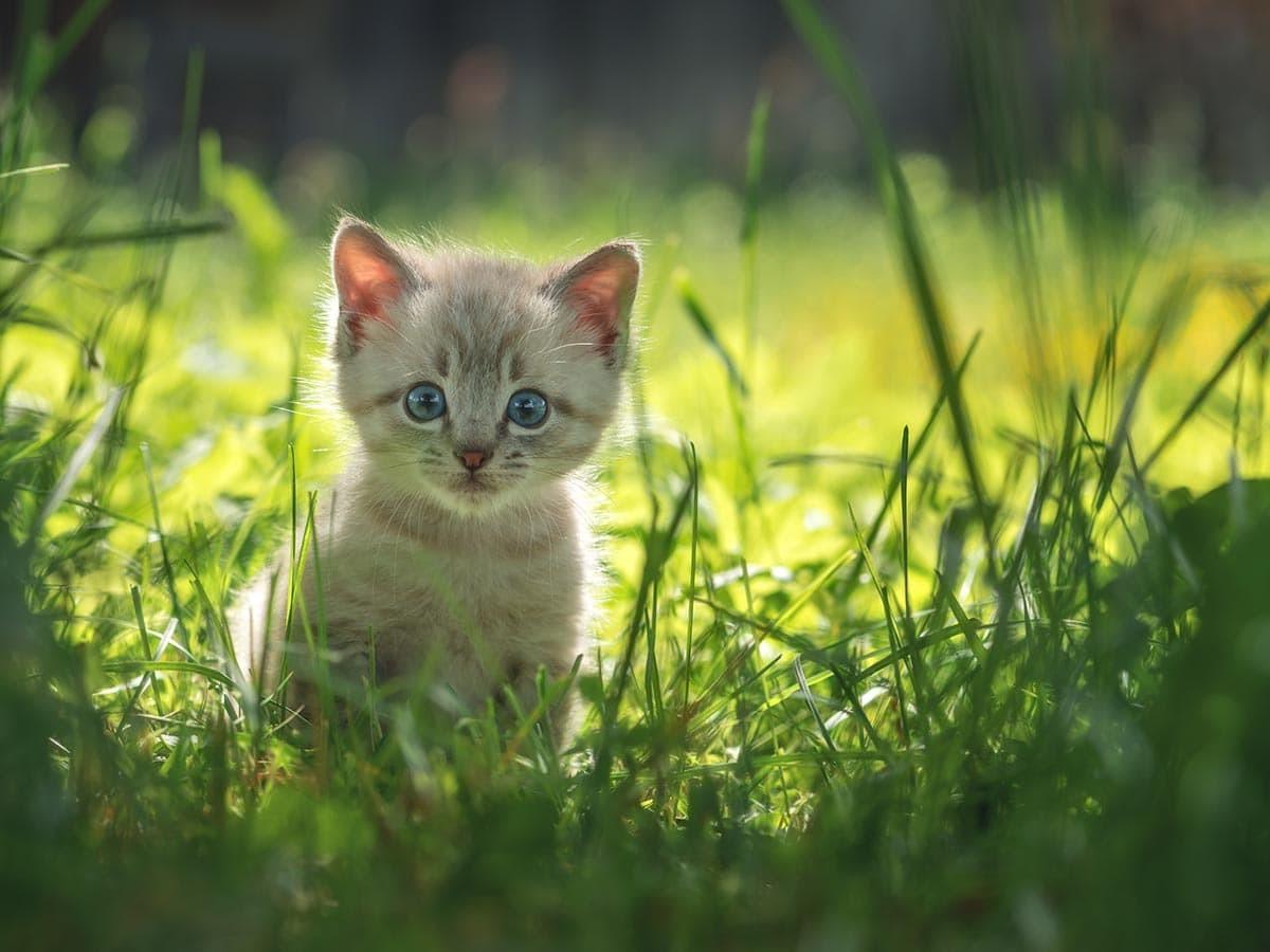 Kittenhood Insight 2: Consider Raising Two Kittens