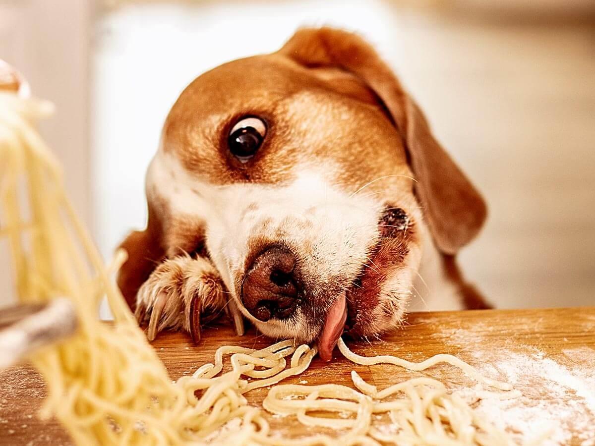 Can Dogs Eat Pasta, Spaghetti