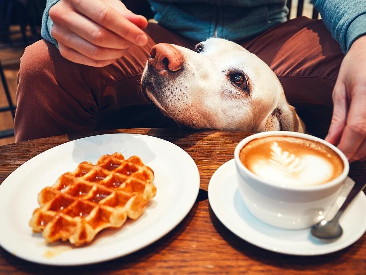 Can Dogs Eat Pancakes and Waffles