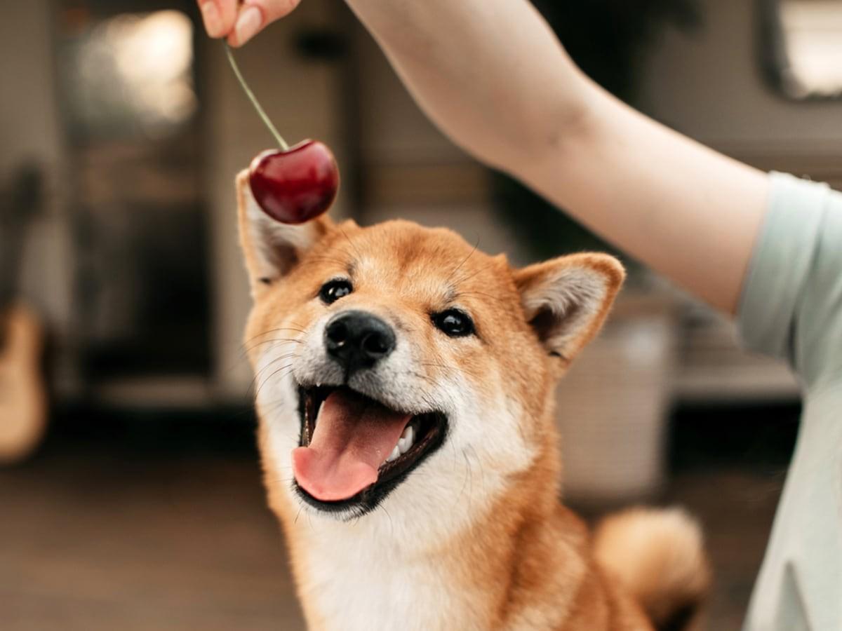 Can Dogs Eat Cherries