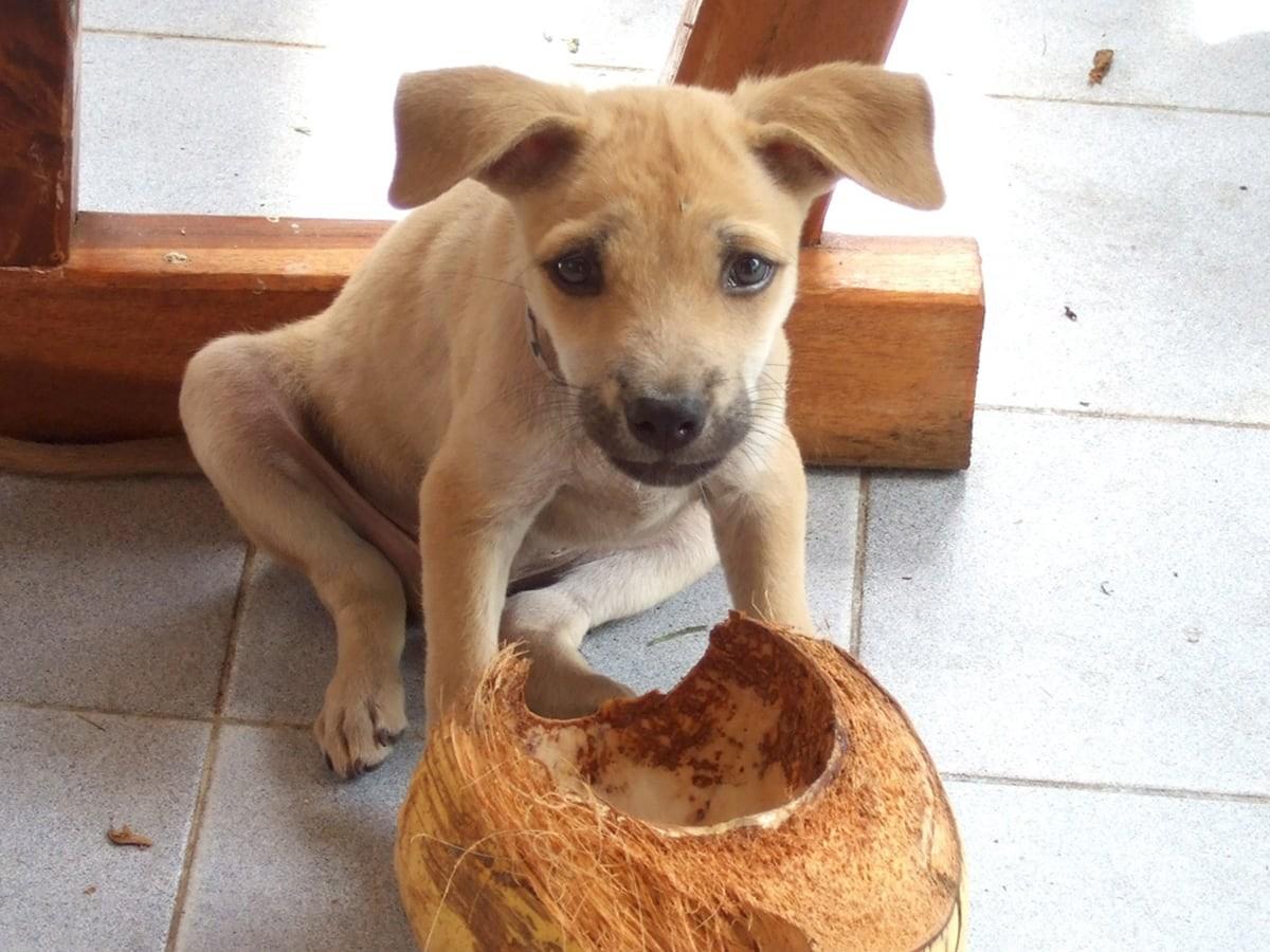 Can-Dogs-Eat-Coconut