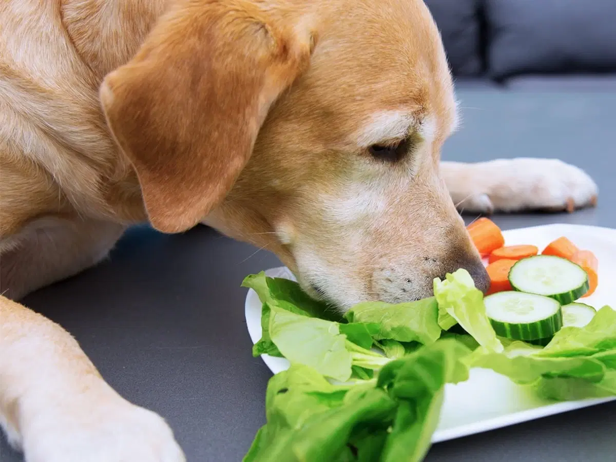 Can Dogs Eat Cucumbers? 10 Benefits of Cucumbers for Dogs