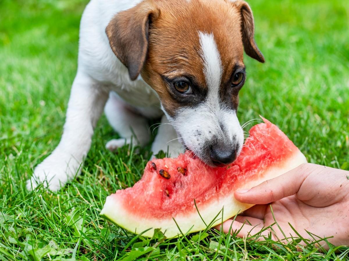 Can Dogs Eat Melon