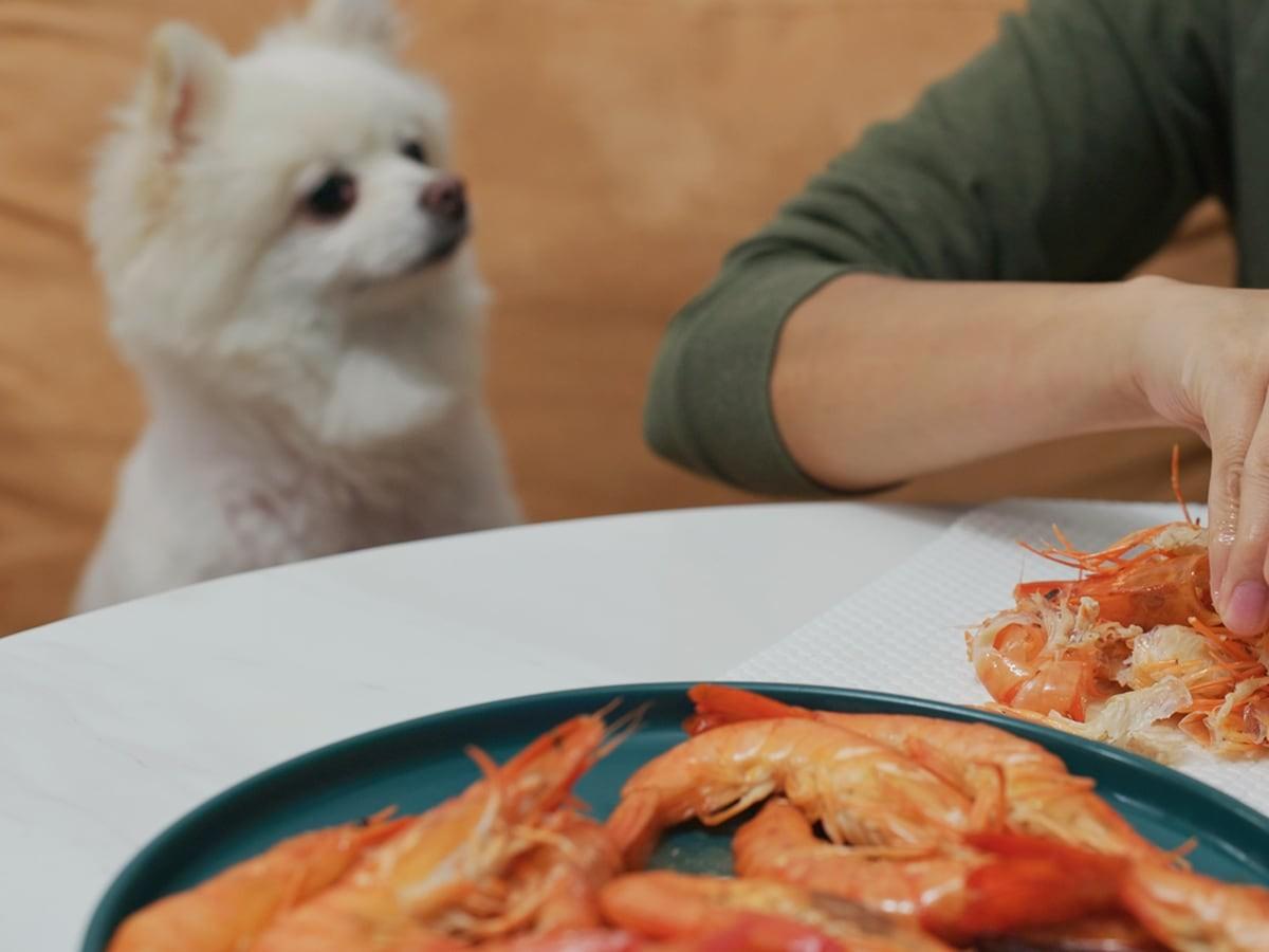 Can Dogs Eat Shrimp and Shrimp Tails