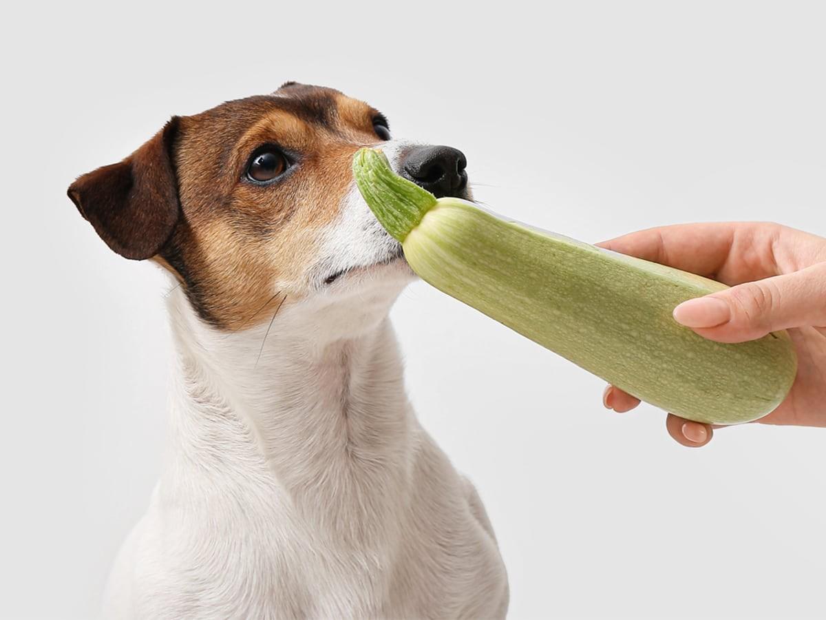 Can Dogs Eat Squash